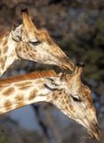 Vumbura Giraffe4